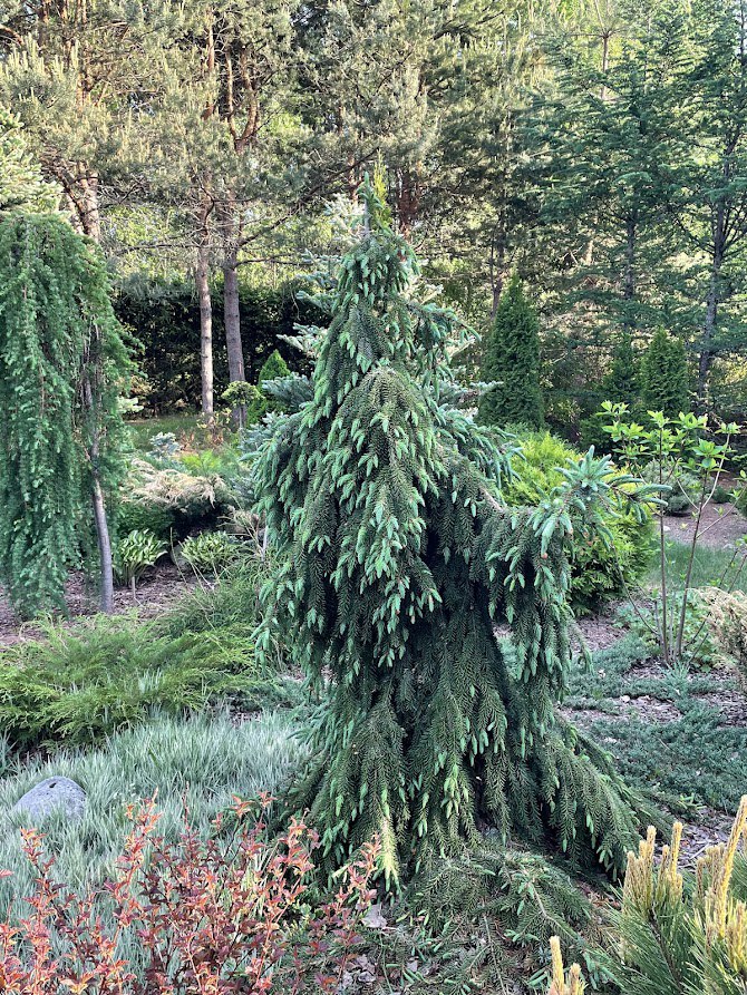 Picea omorika ‘Pendula Kuck’