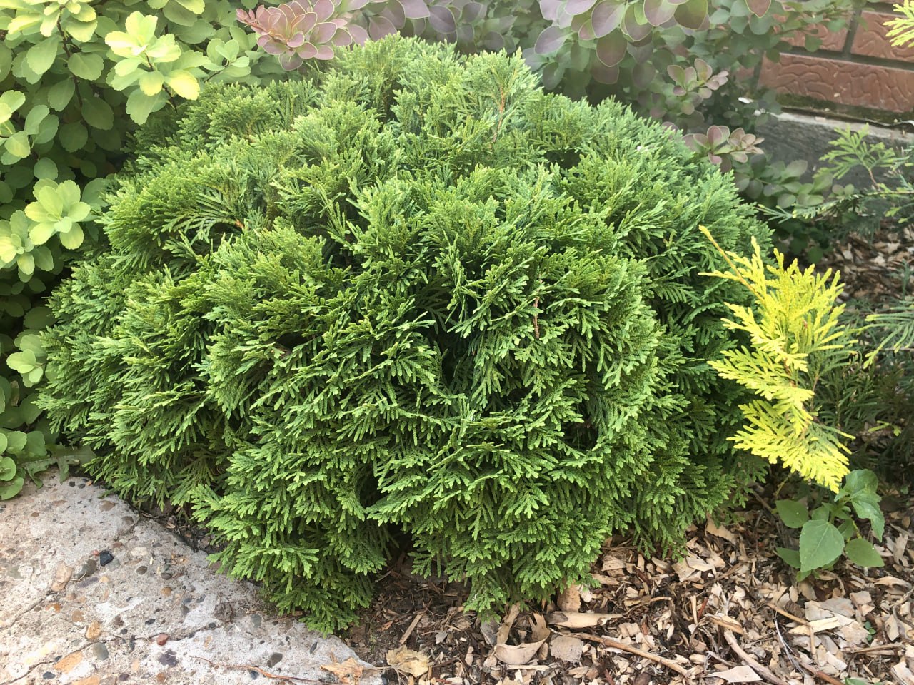 Thuja occidentalis 'Danica'