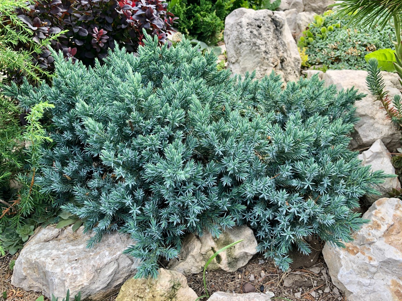 Juniperus squamata 'Blue Star'