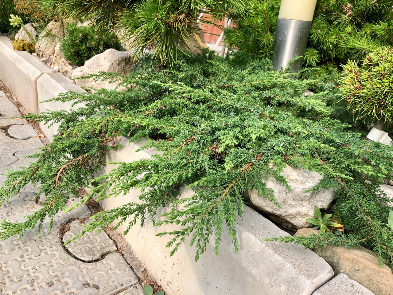 Juniperus communis 'Green Mantle'