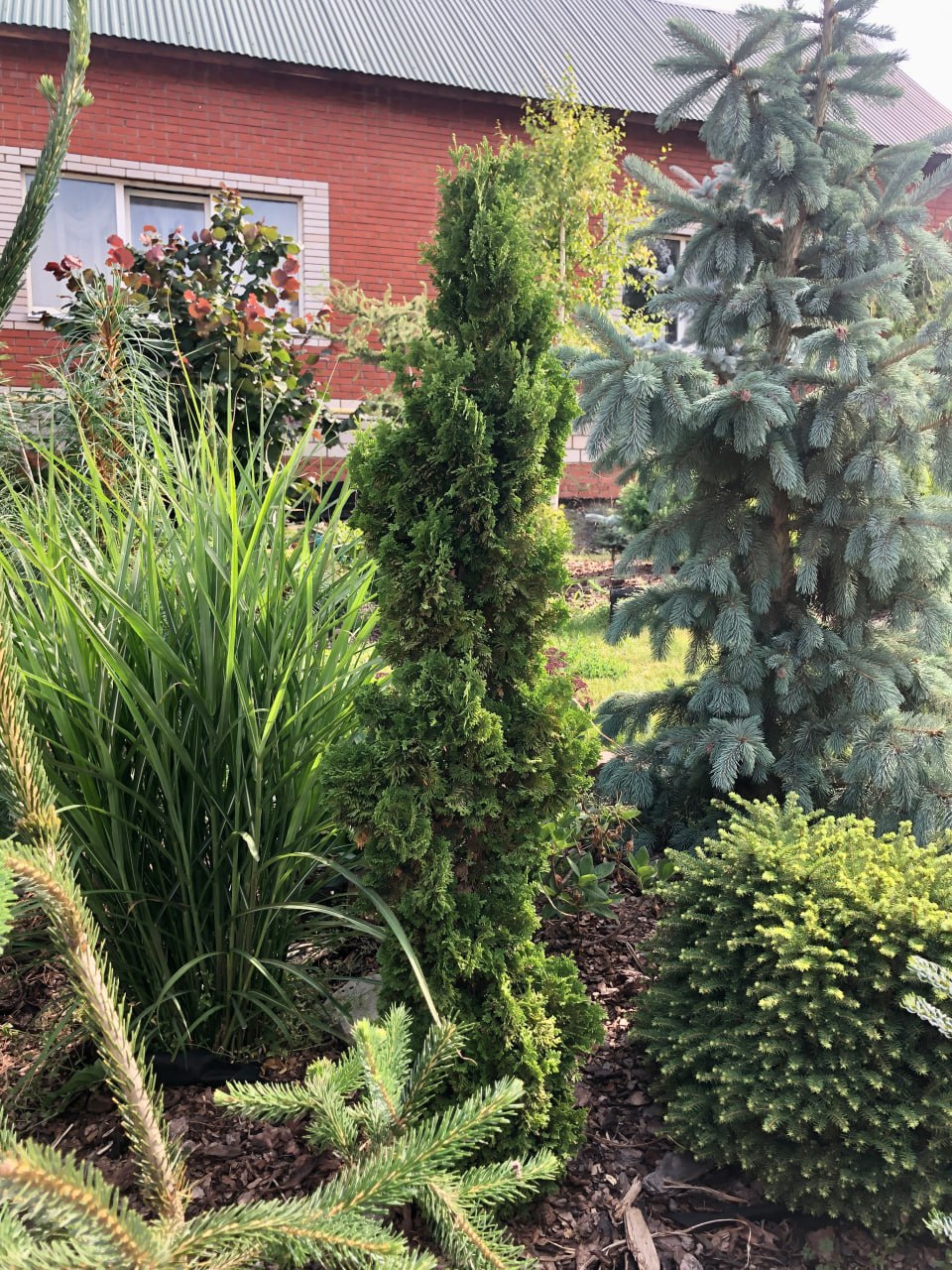 Thuja occidentalis 'Zmatlik'