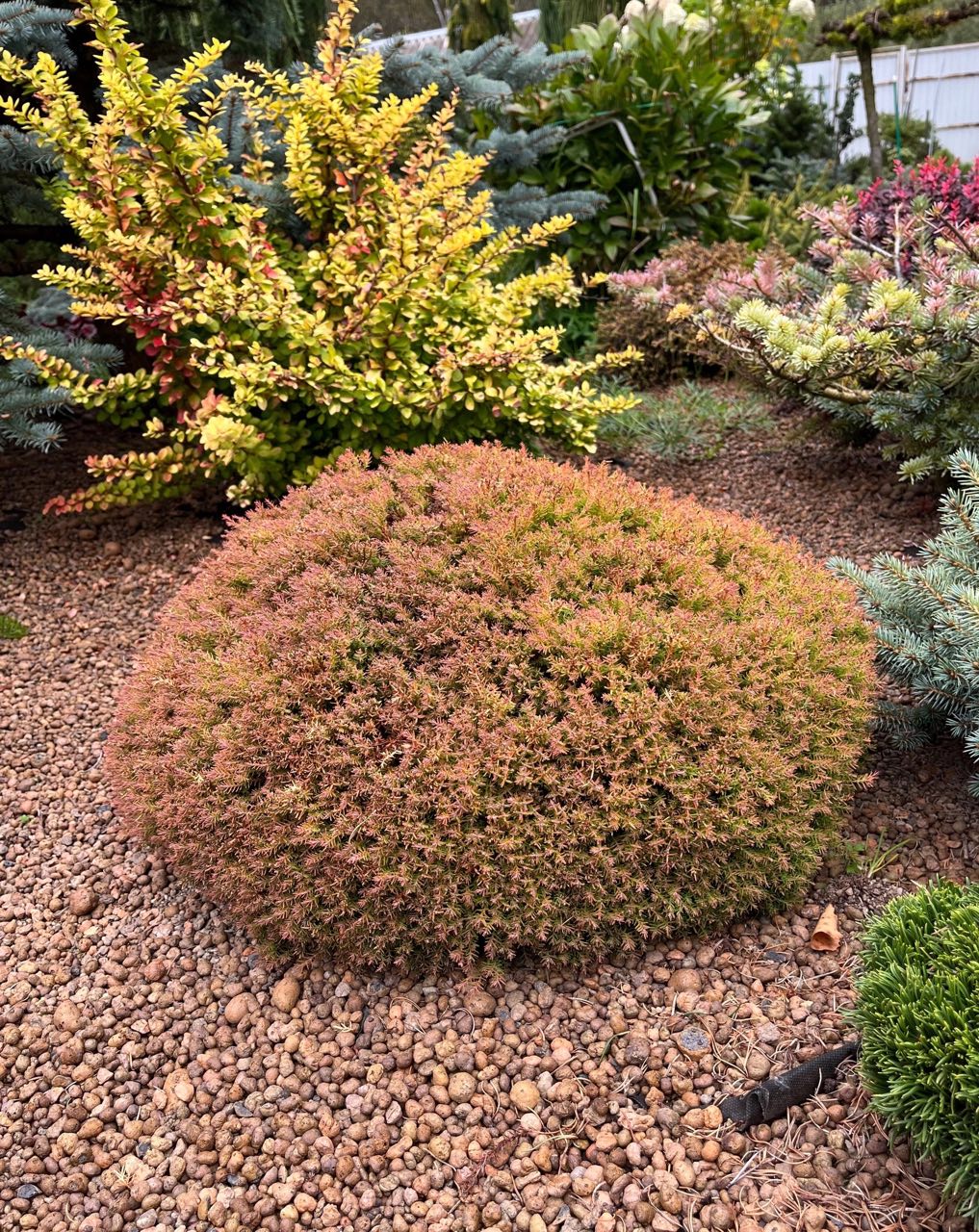 Thuja occidentalis ‘Fire Chief’