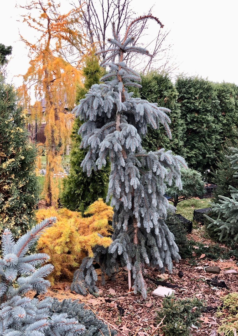 Picea pungens 'The Blues'
