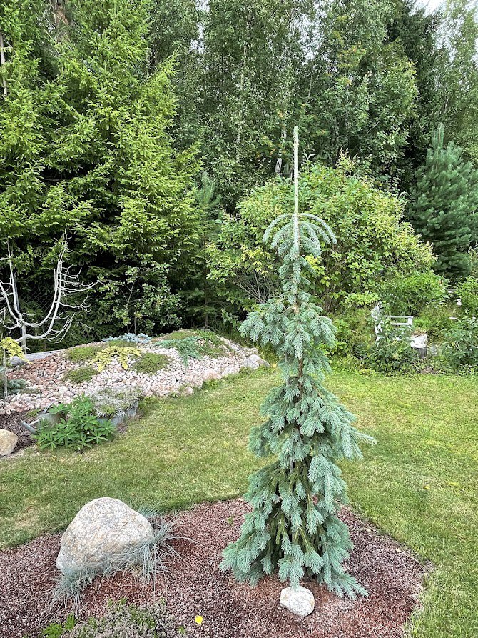 Picea glauca ‘Pendula’