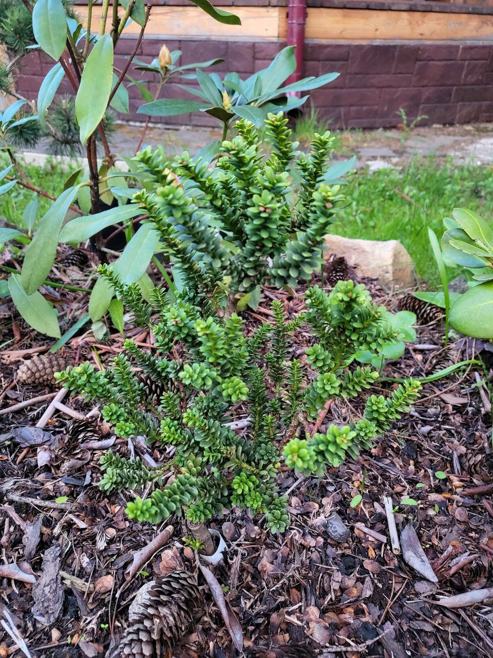 Taxus baccata (?) ‘Amersfoort’