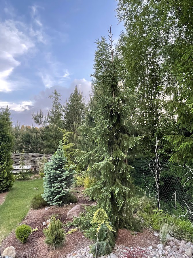 Picea omorika ‘Fassei’