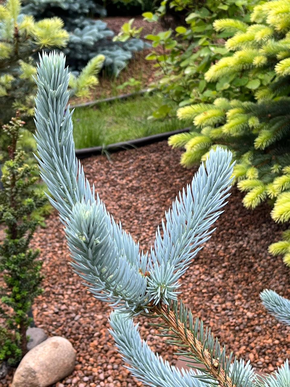 Picea pungens ‘Anna’