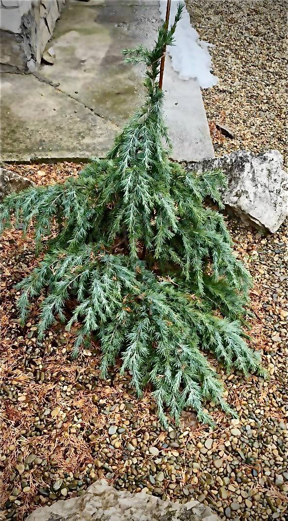 Cedrus deodara ‘Feelin Blue’