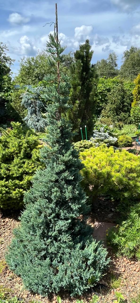 Juniperus horizontalis ‘Blue Chip’
