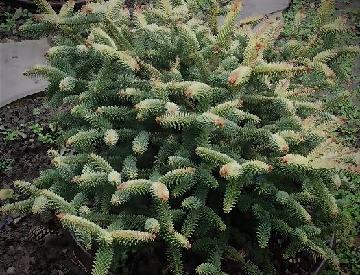 Abies pinsapo ‘Aurea’