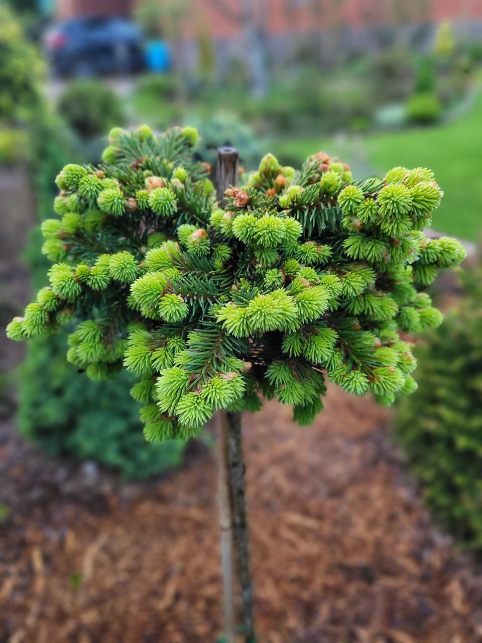 Picea abies ‘Meduza’