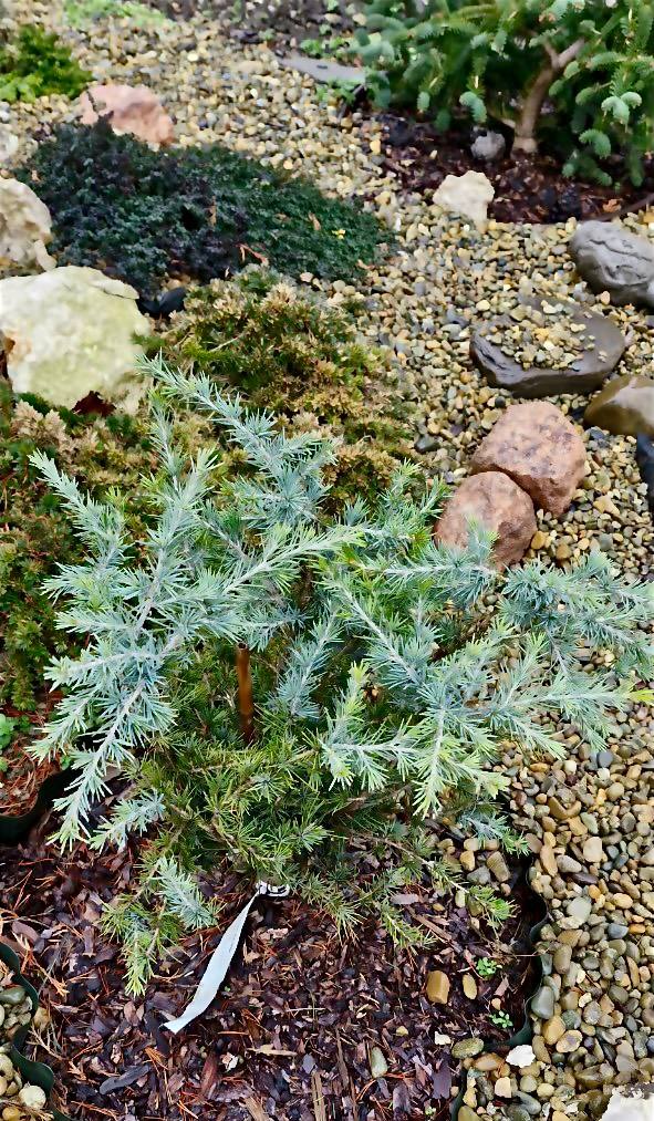 Cedrus deodara ‘Blue Globe’