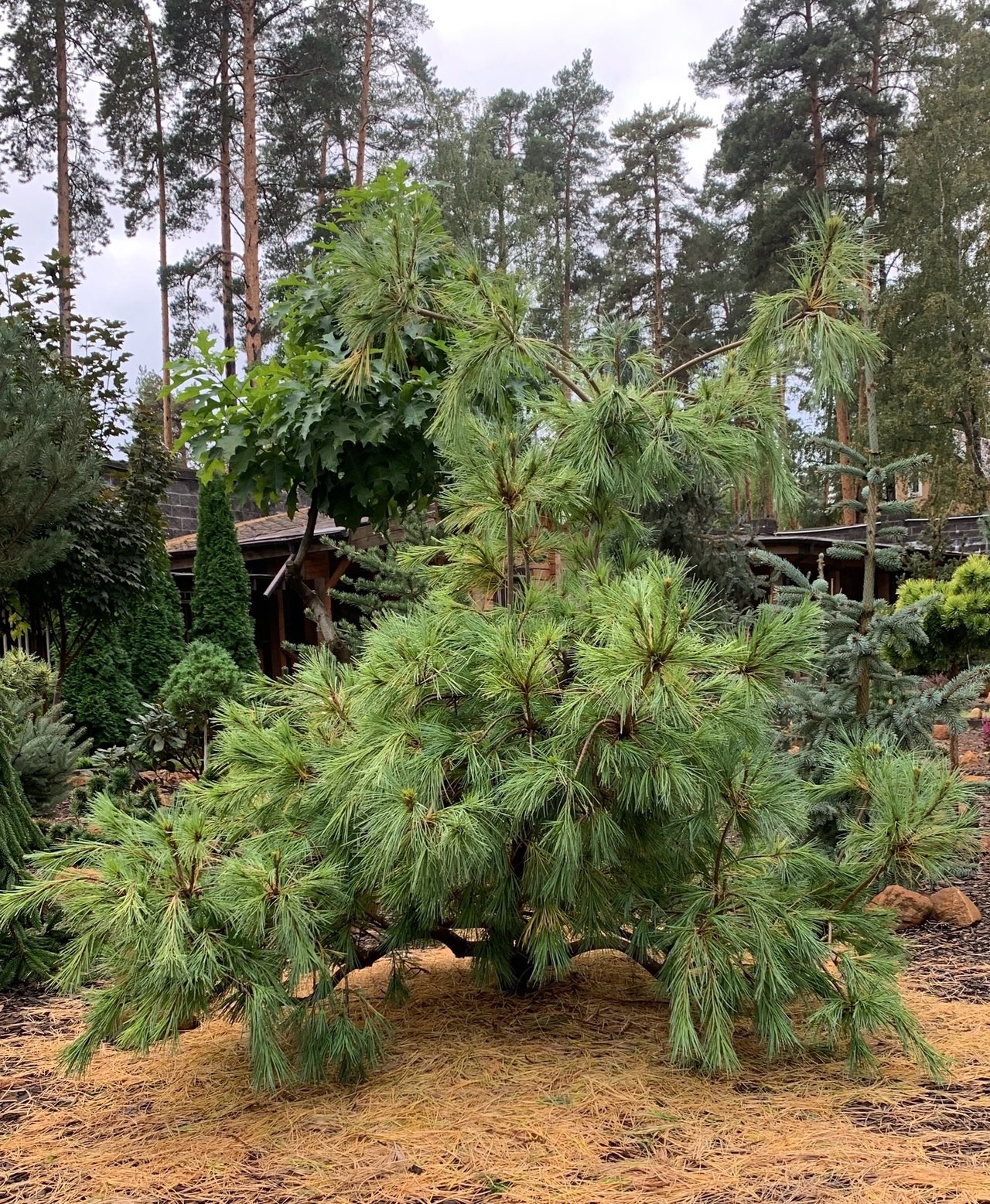 Pinus strobus ‘Niagara Falls’
