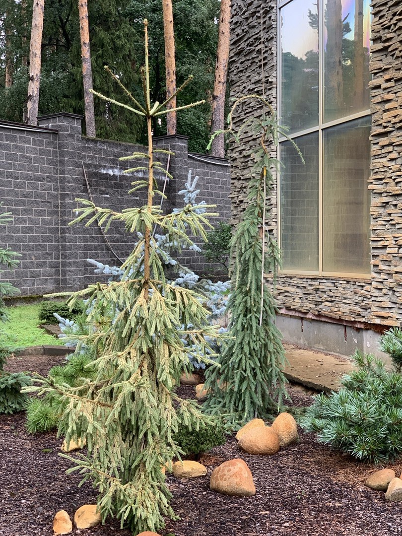 Picea abies ‘Silver Star’