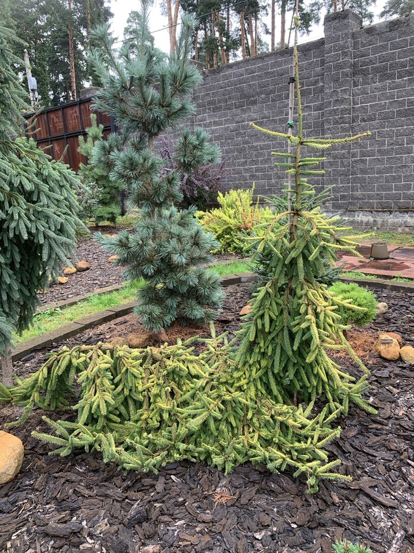 Picea abies 'Gold Drift'