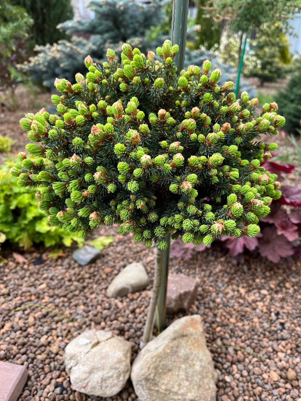 Picea mariana ‘Arij’