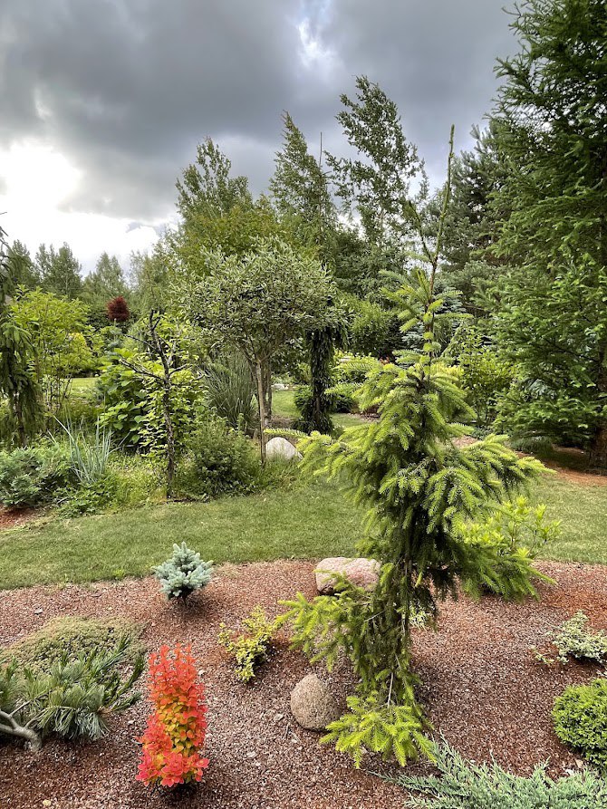 Picea omorika ‘Golden Rain’