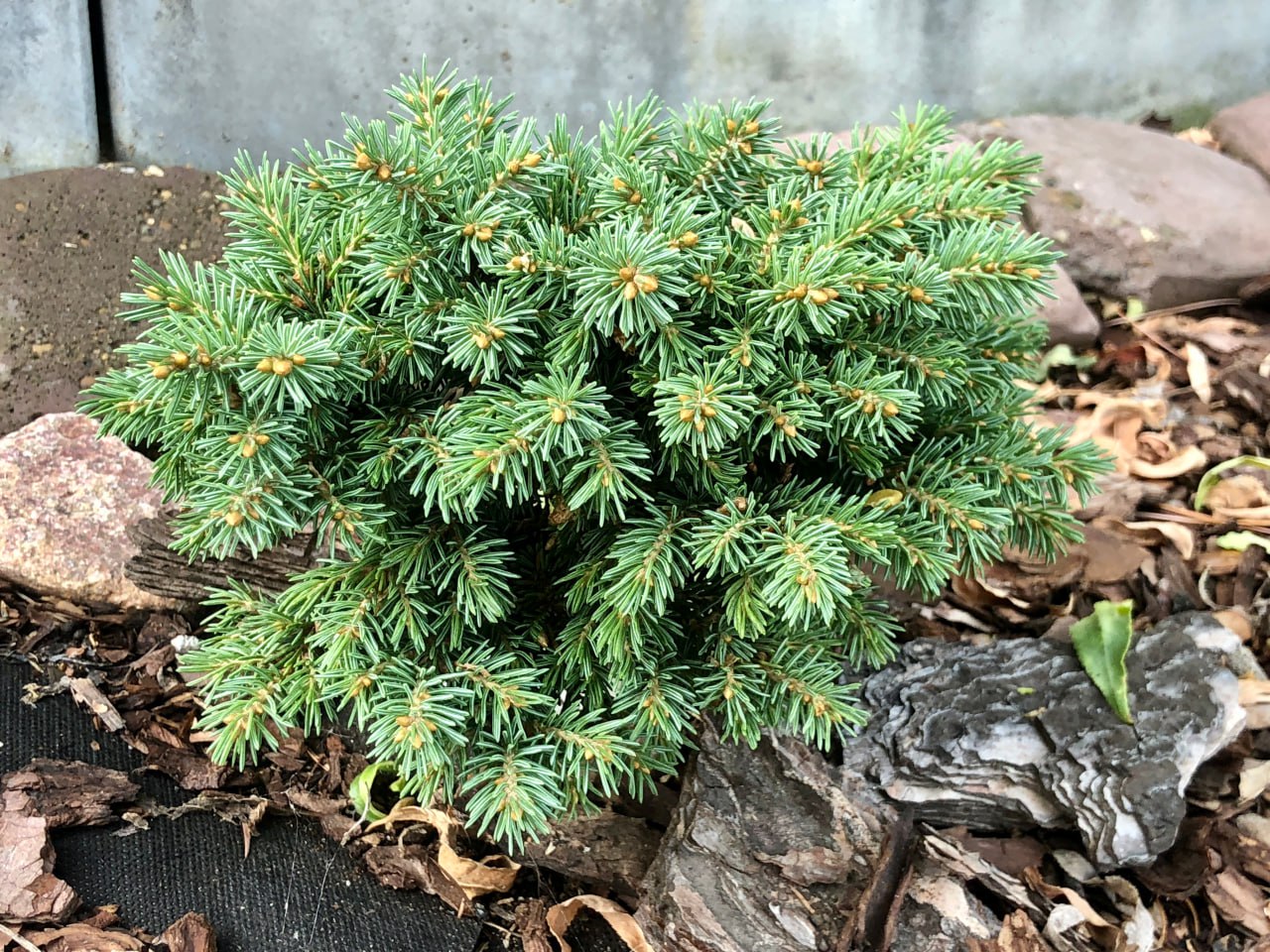 Picea engelmannii 'Pocahontas'