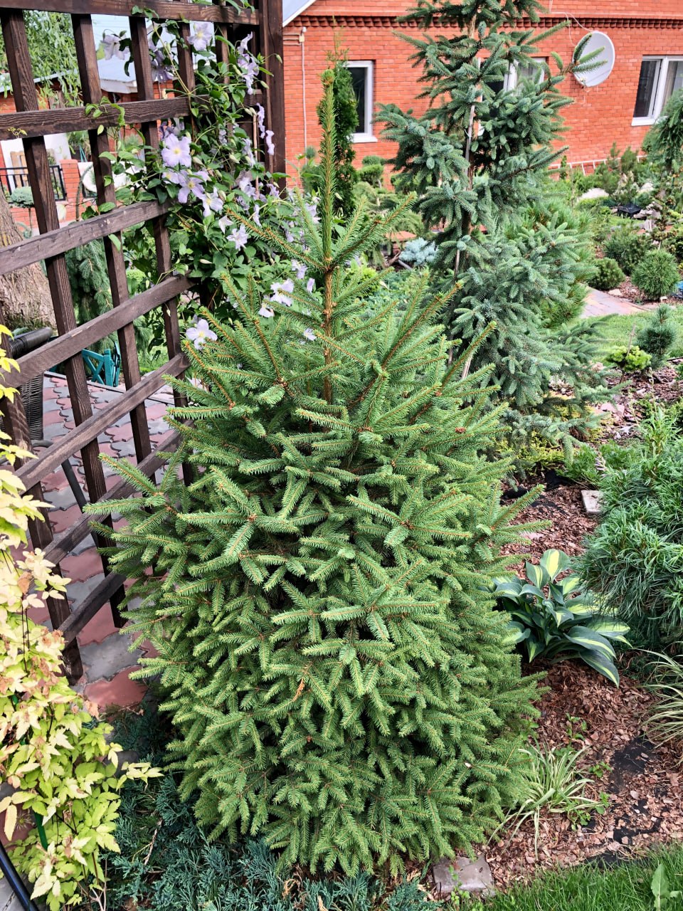 Picea abies ‘Compacta’