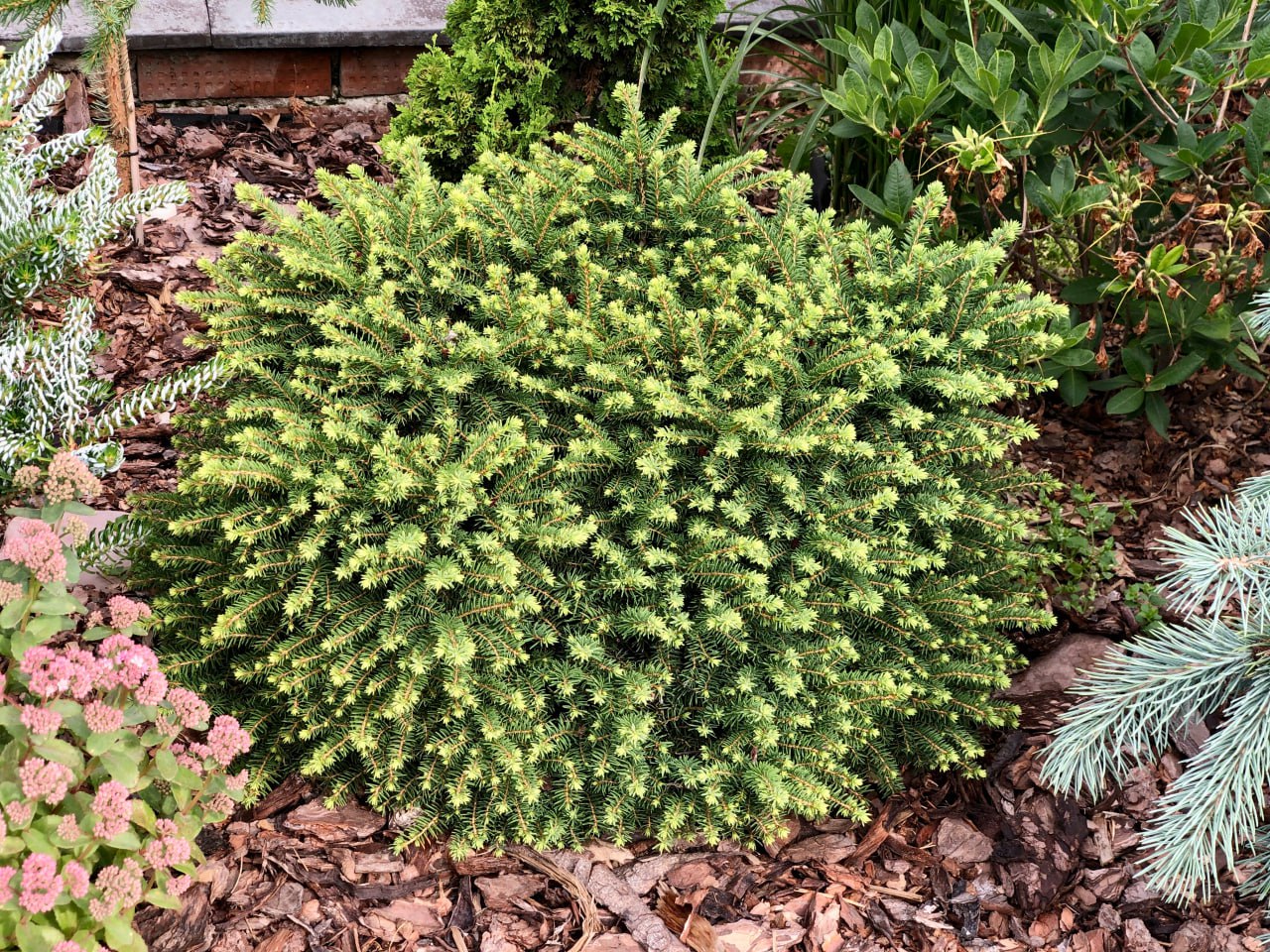 Picea abies 'Little Gem'