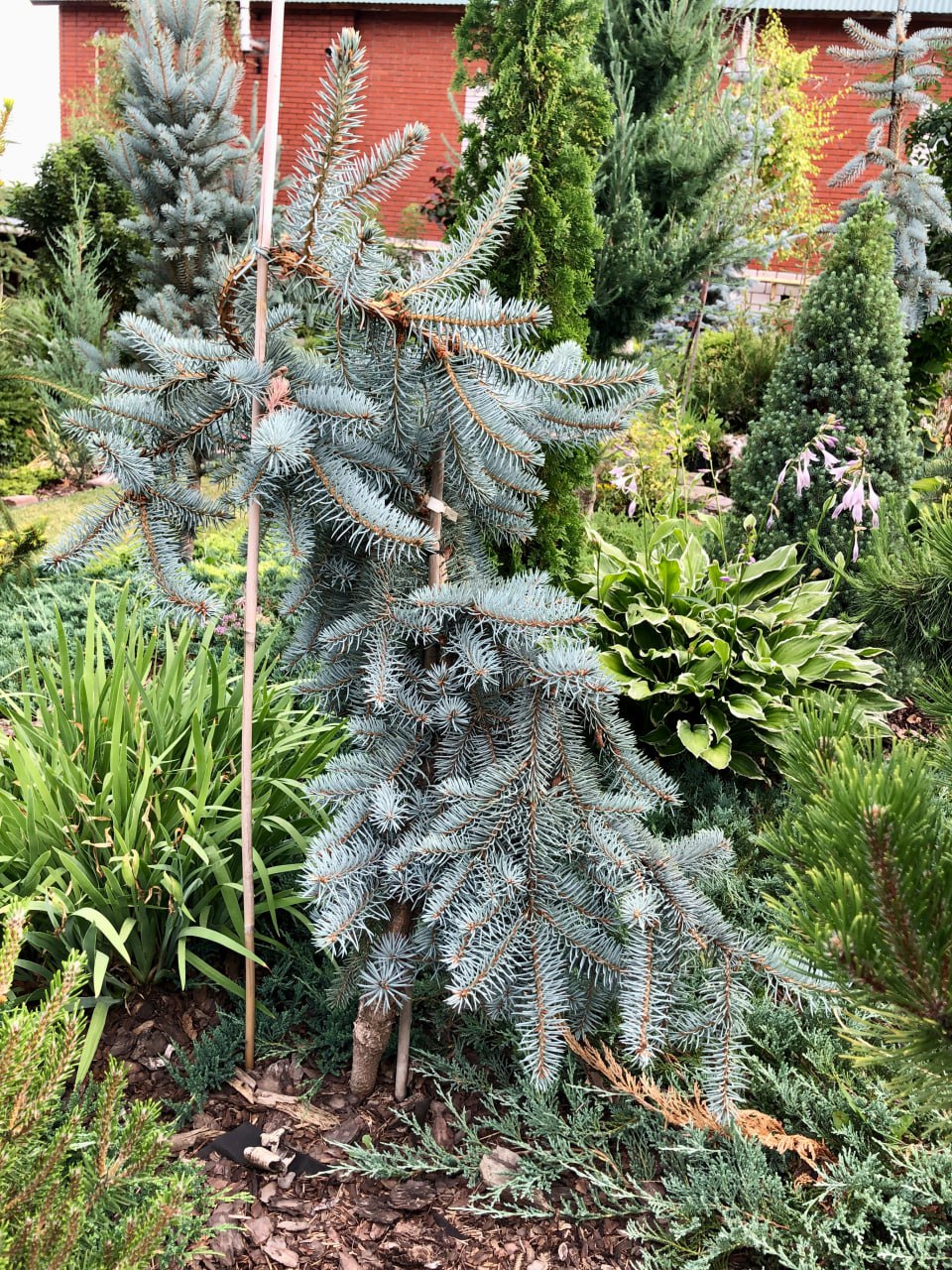 Picea pungens 'Pendula Janis'