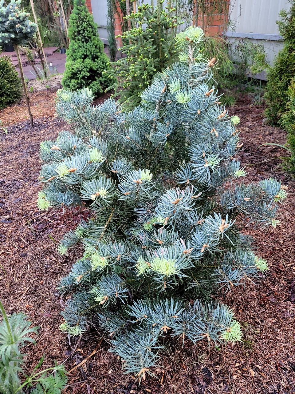 Abies concolor ‘Compacta’