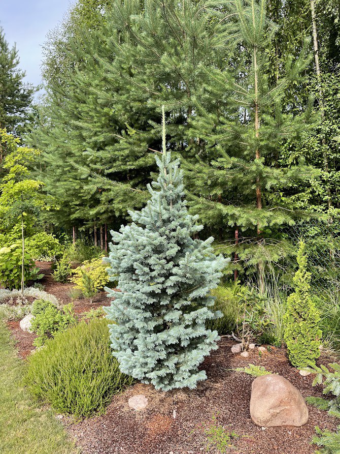Abies lasiocarpa ‘Compacta’