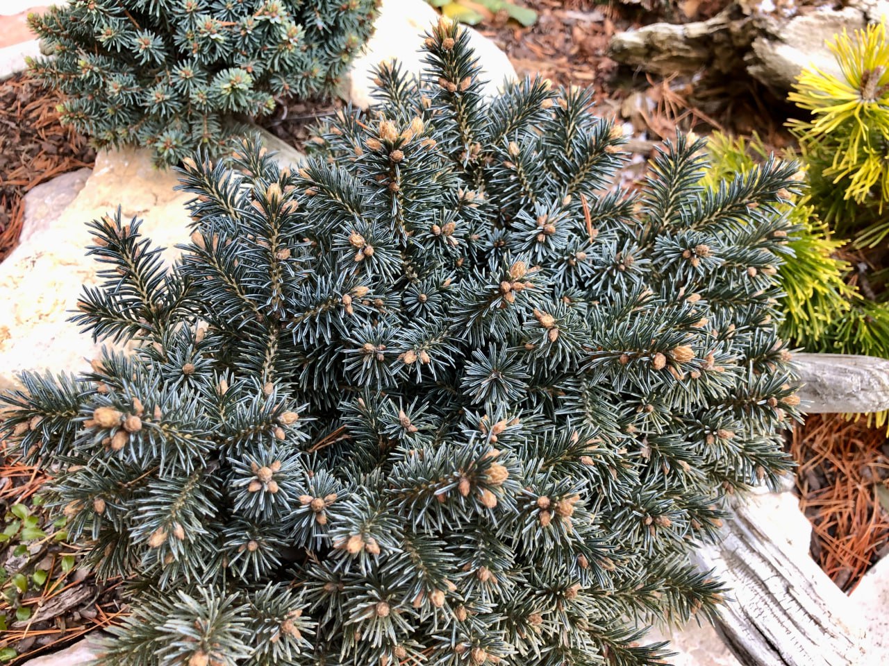 Picea obovata 'Cheshire Cat'