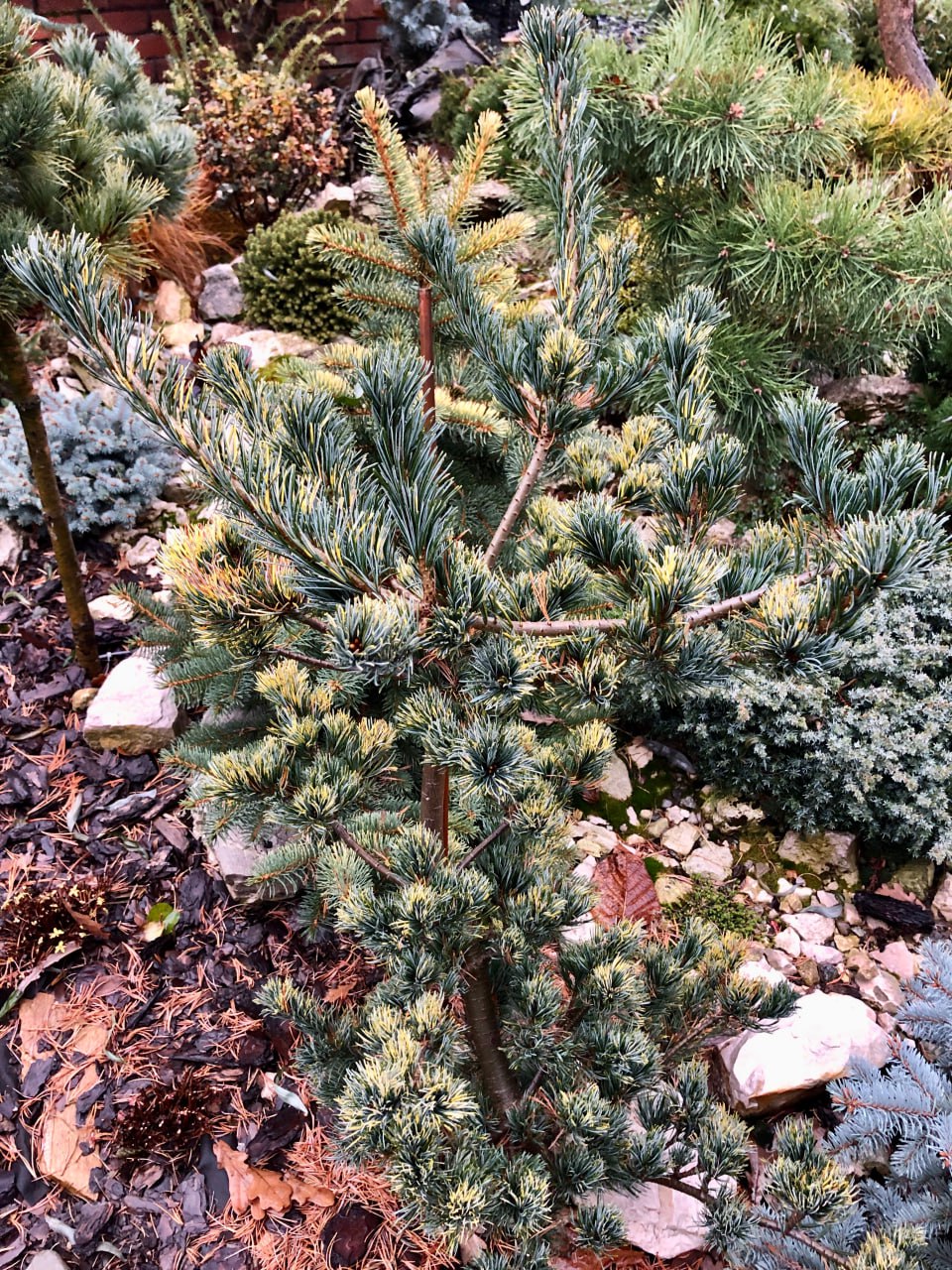 Pinus parviflora 'Fukai'