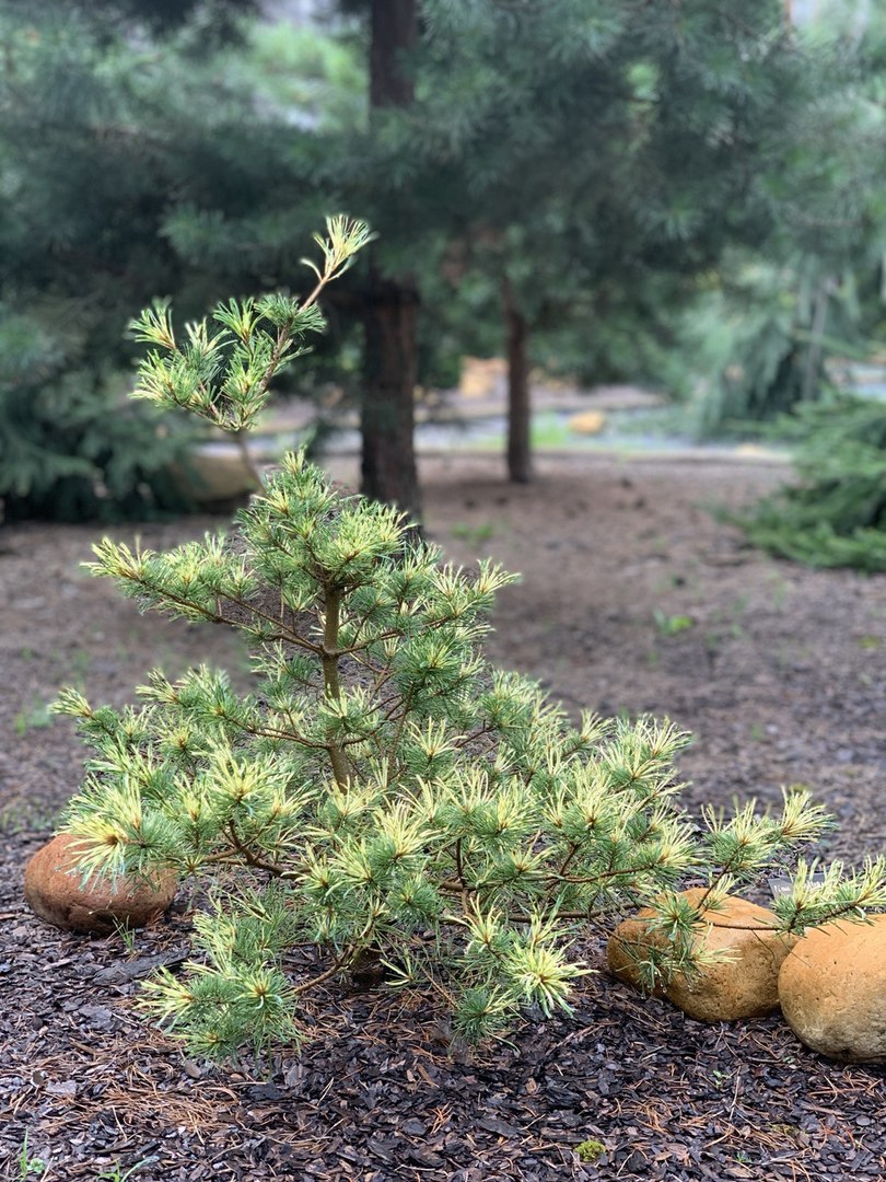 Pinus parviflora ‘Ogon Janome’
