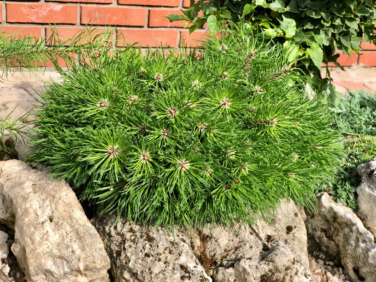 Pinus mugo ‘Paradekissen’