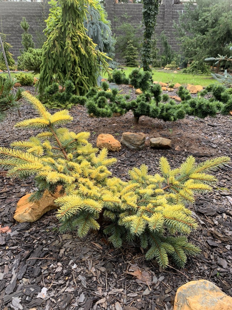 Picea pungens ‘Aurea Nana Rezek’
