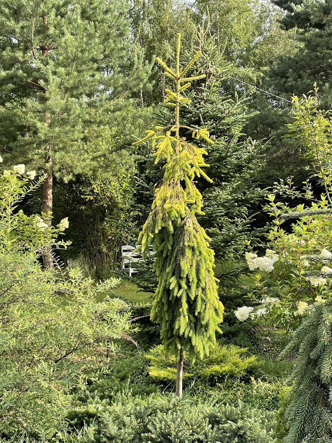 Picea abies ‘Gold Drift’
