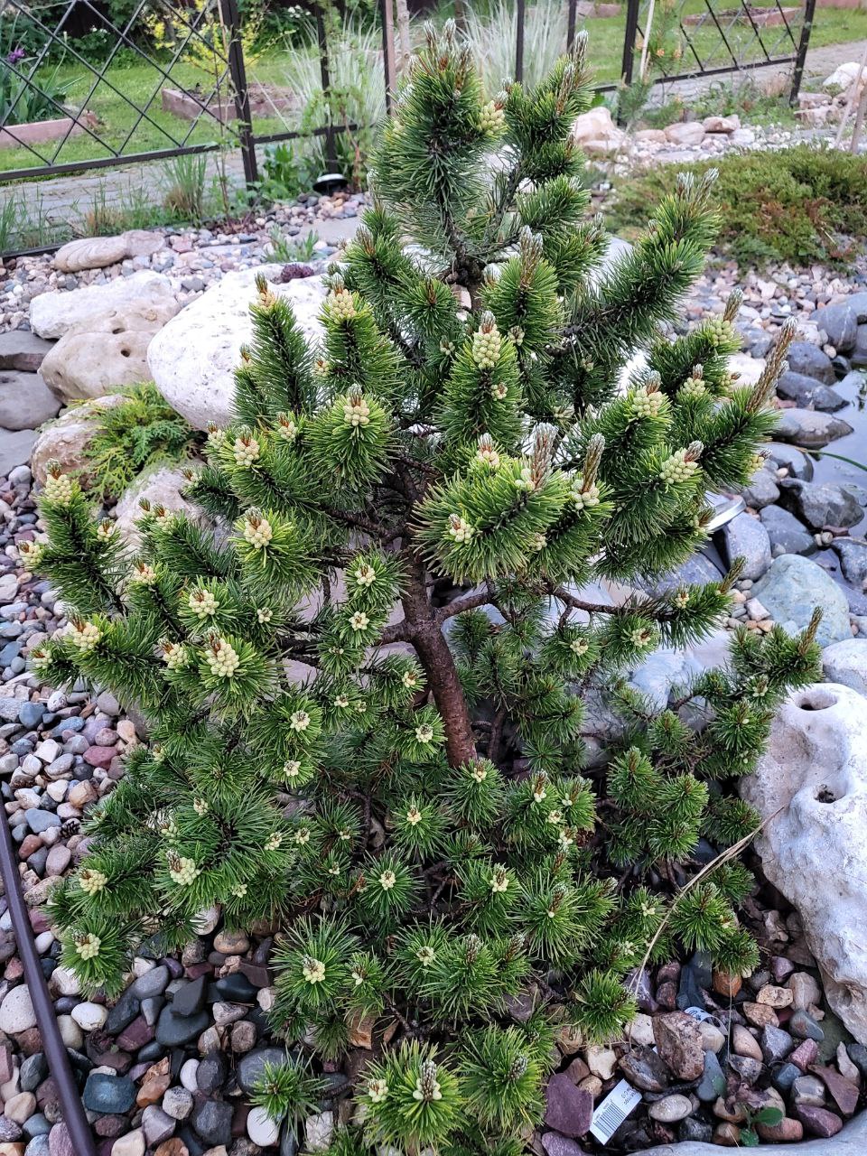 Pinus mugo ‘Filip's Summer Sun’