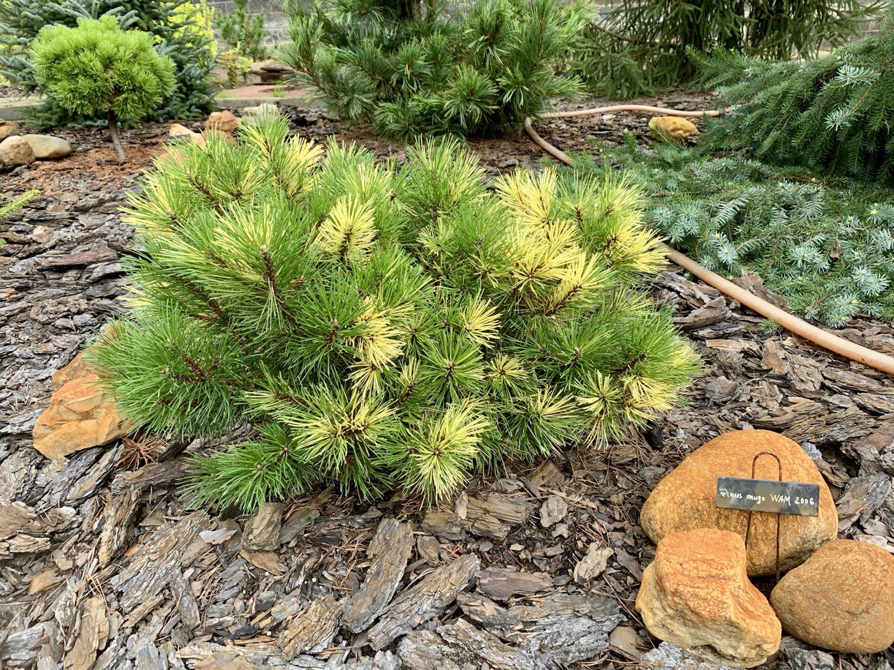 Pinus mugo ‘Wam 2000’