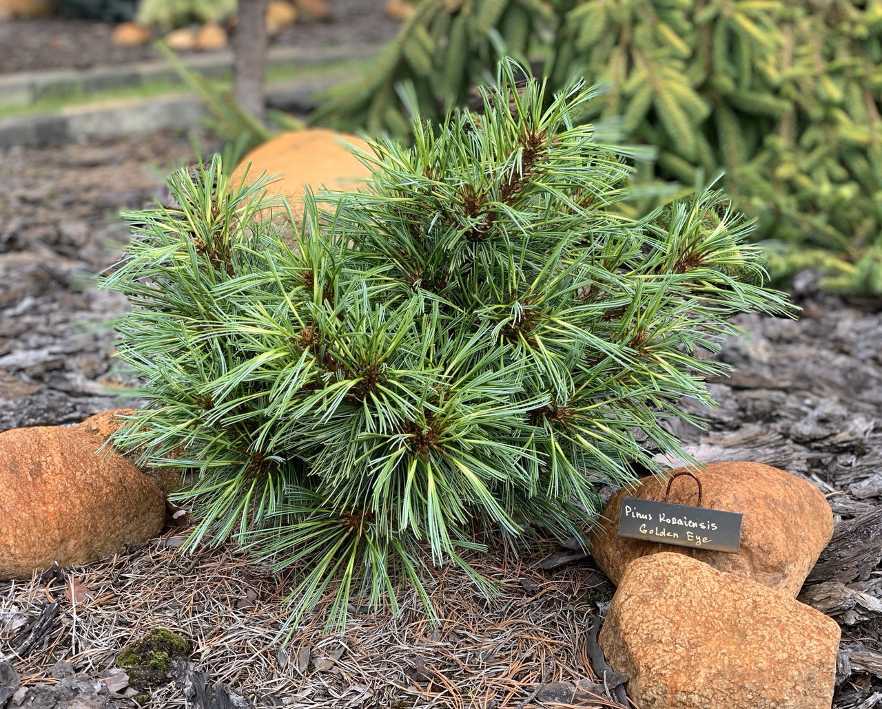 Pinus koraiensis 'Golden Eye'