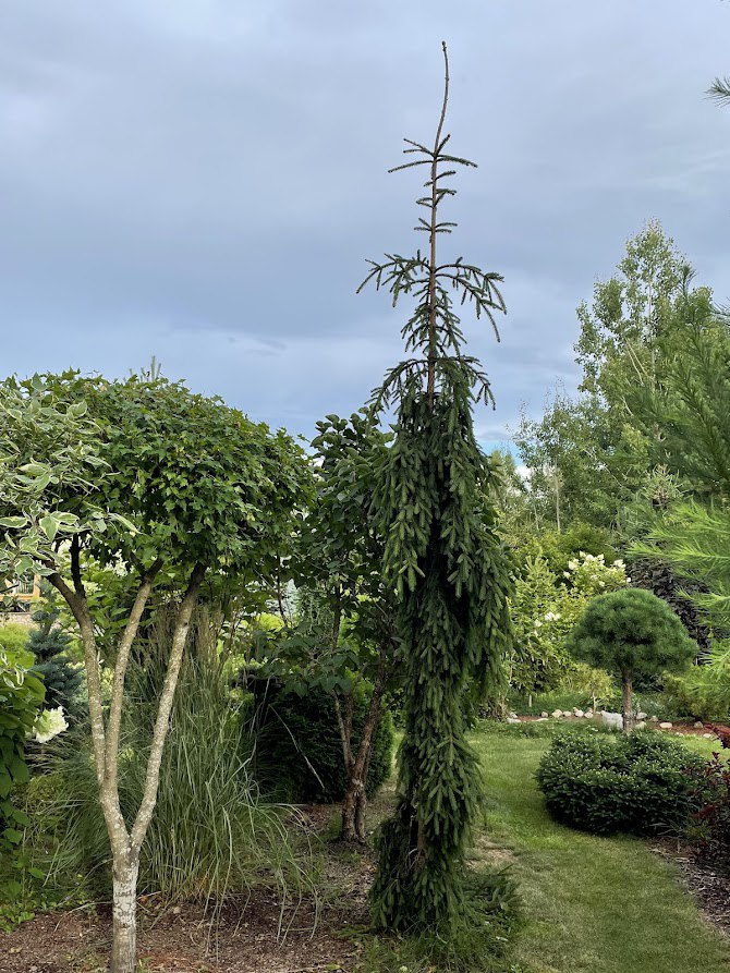 Picea abies ‘Rothenhaus’