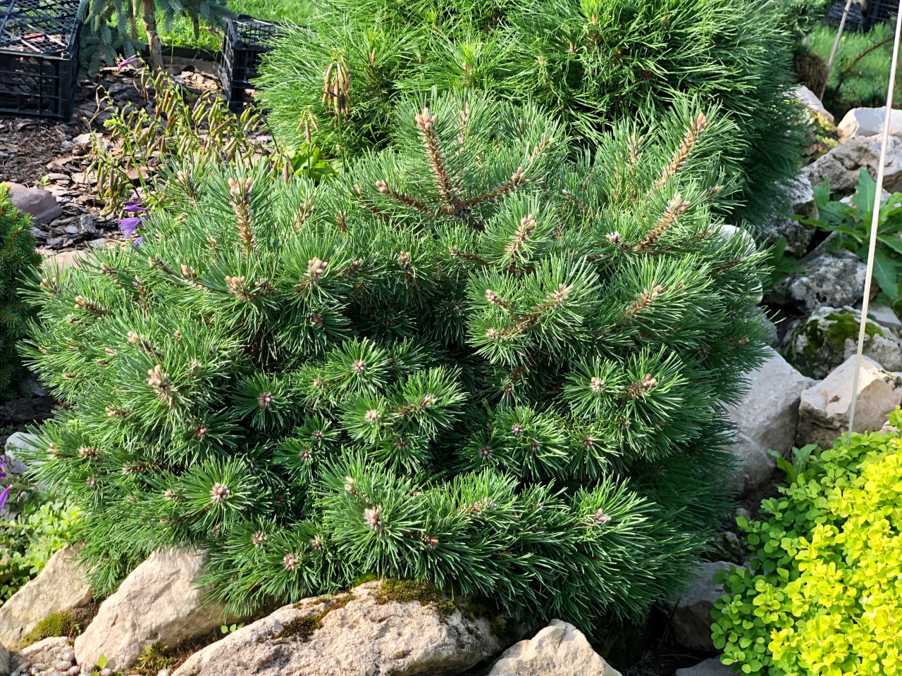 Pinus uncinata (mugo) 'Grune Welle'