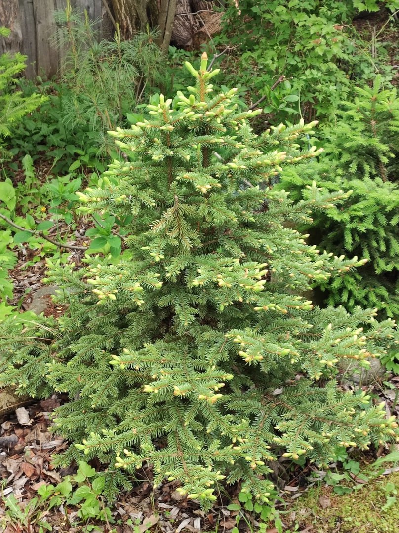Picea pungens 'Kazek'