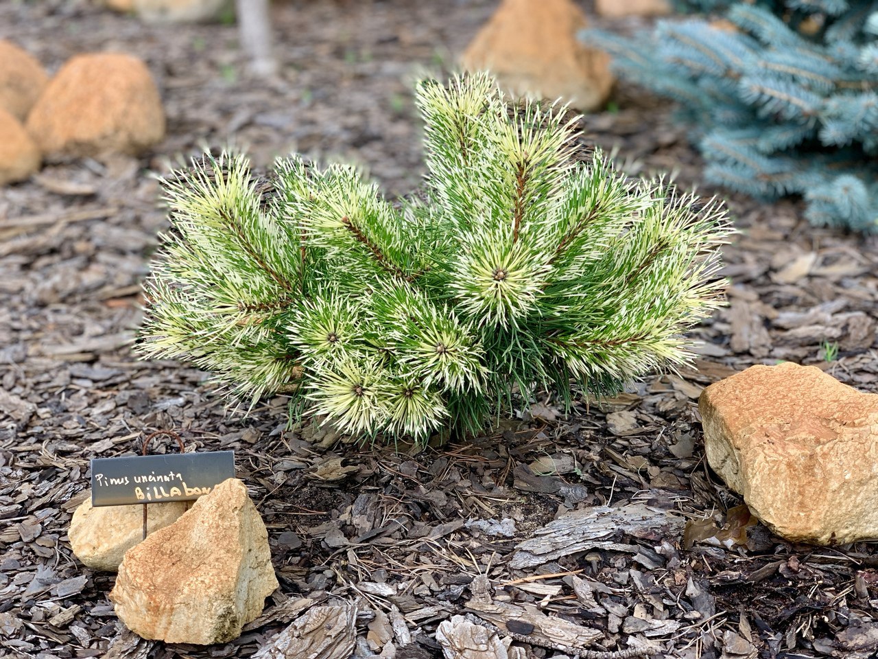 Pinus mugo (uncinata) 'Billabong'