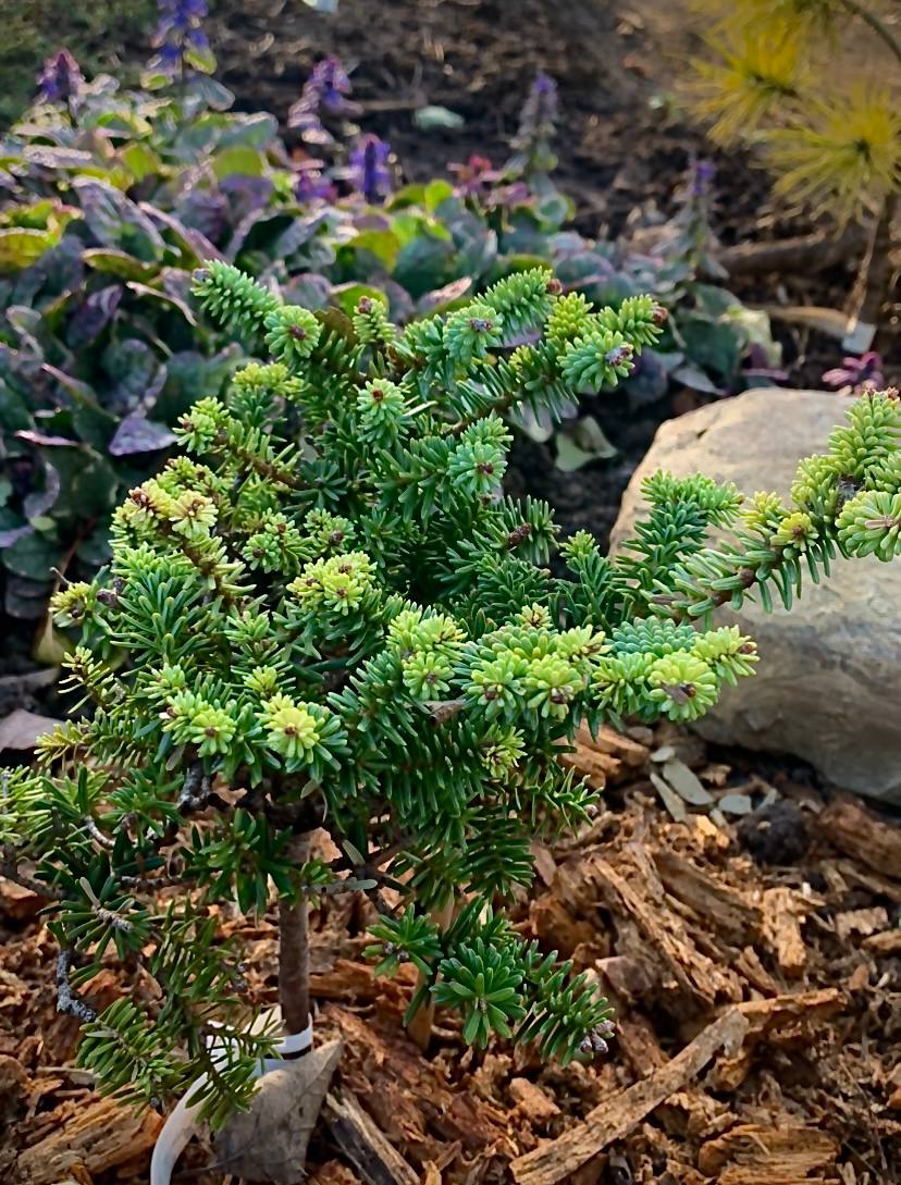 Abies pinsapo ‘Fatima’