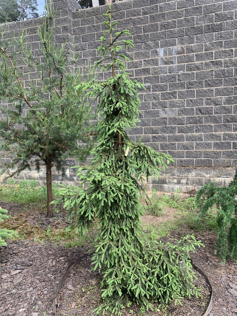 Picea abies ‘Rothenhaus’