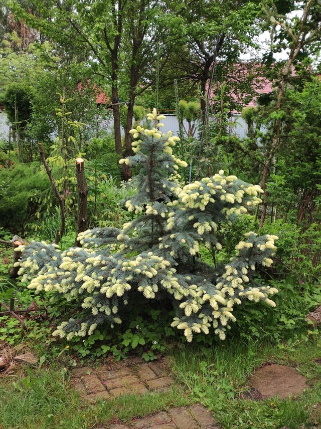 Picea pungens 'Bialobok'