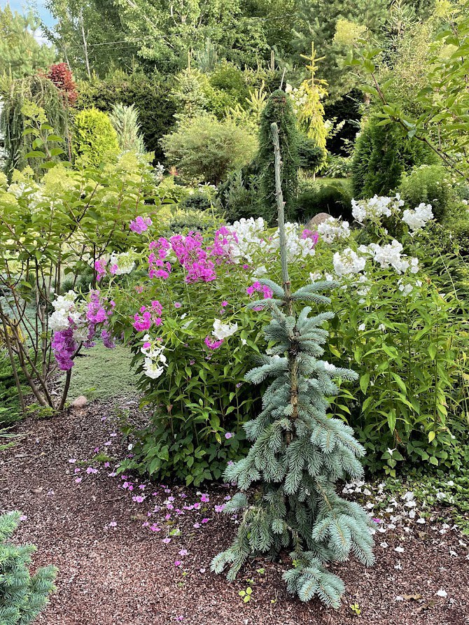 Picea pungens ‘Kosteletz’