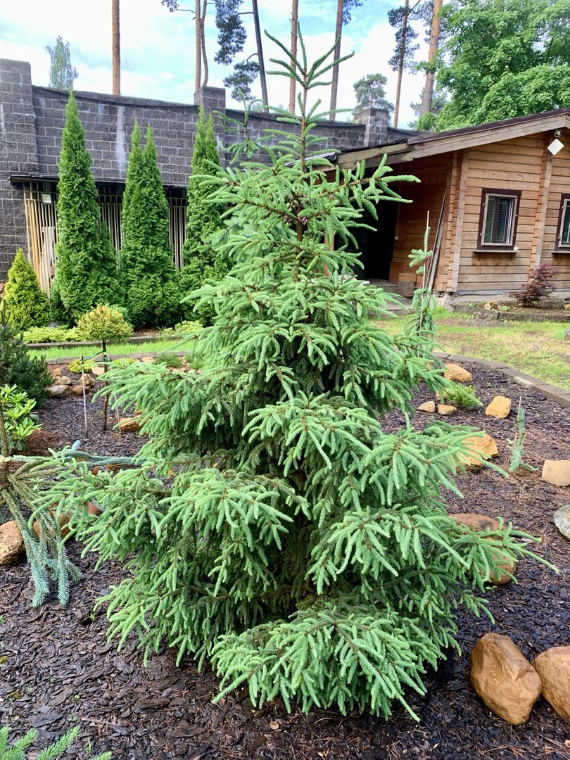 Picea mariana ‘Wiggles’