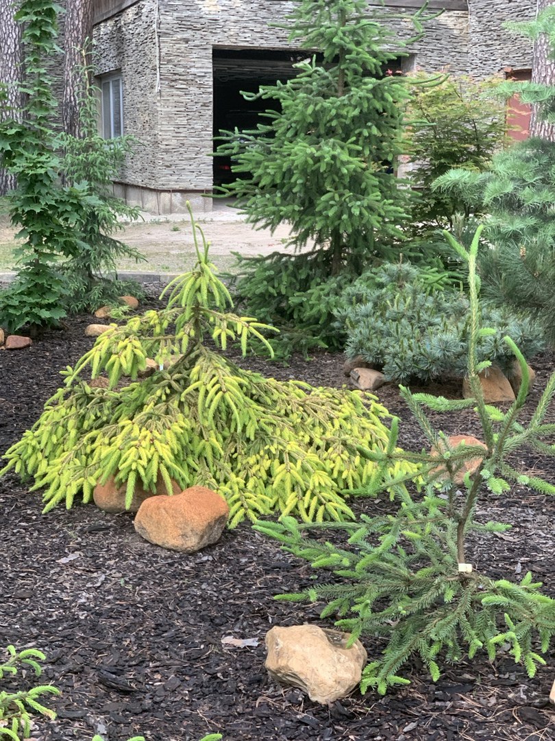Picea abies ‘Blondy’