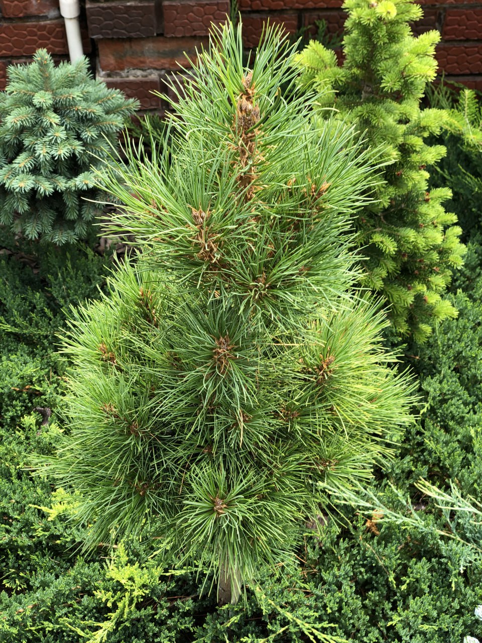 Pinus sibirica 'Oika-Noor'