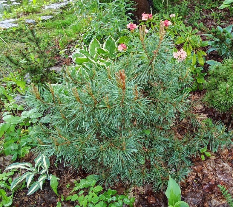 Pinus sylvestris 'Chantry Blue'