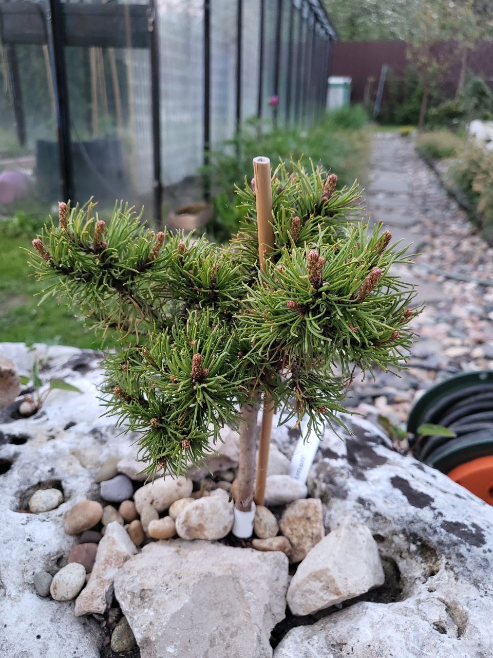 Pinus mugo ‘Hejtman’