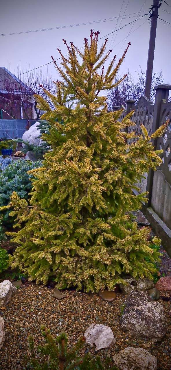Picea abies ‘Aurea Magnifica’